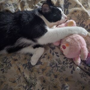 PLEASE READ: No more bundling across shows- new posh rules- no canceling